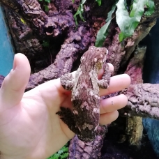Image pour l'annonce Vends gecko Rhacodactylus laechianus