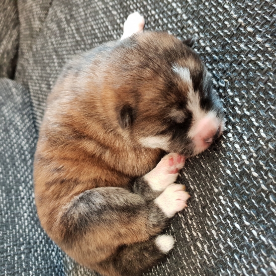 Image pour l'annonce Magnifiques portée de chiots Akita Inu ( LOF)