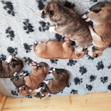 Image pour l'annonce Magnifiques portée de chiots Akita Inu ( LOF)