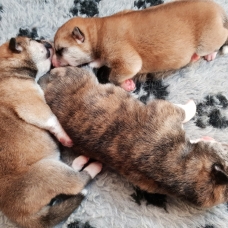 Image pour l'annonce Magnifiques portée de chiots Akita Inu ( LOF)