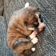 Image pour l'annonce Magnifiques portée de chiots Akita Inu ( LOF)