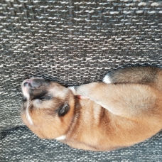 Image pour l'annonce Magnifiques portée de chiots Akita Inu ( LOF)