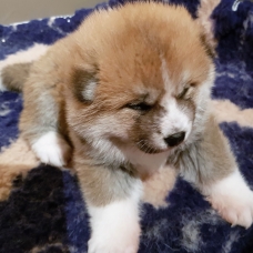 Image pour l'annonce Magnifiques portée de chiots Akita Inu ( LOF)