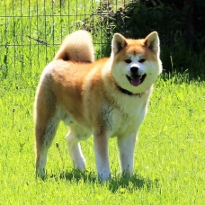 Image pour l'annonce Magnifiques portée de chiots Akita Inu ( LOF)