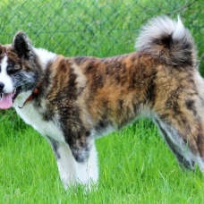 Image pour l'annonce Magnifiques portée de chiots Akita Inu ( LOF)