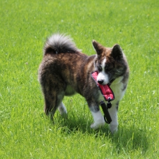 Image pour l'annonce Magnifiques portée de chiots Akita Inu ( LOF)