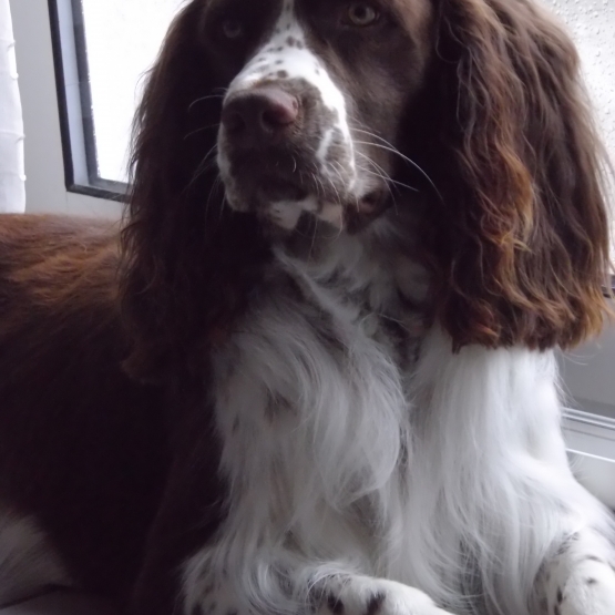 Image pour l'annonce Cherche fiancée pour notre Springer