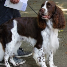 Image pour l'annonce Cherche fiancée pour notre Springer