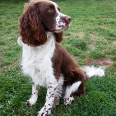 Image pour l'annonce Cherche fiancée pour notre Springer