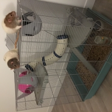 Image pour l'annonce Donne 2 rats dumbos adultes (cages et accessoires pour 60€)