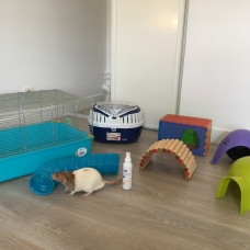 Image pour l'annonce Donne 2 rats dumbos adultes (cages et accessoires pour 60€)