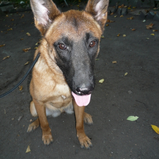 Image pour l'annonce Berger Belge Malinois .2 Femelles et 2 Mâles sont dispos.