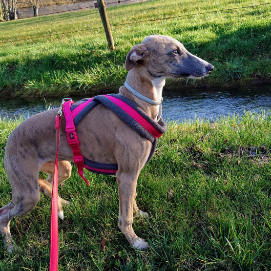 Image pour l'annonce vend chiot whippet LOF