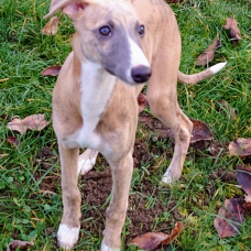 Image pour l'annonce vend chiot whippet LOF