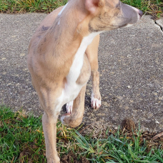 Image pour l'annonce vend chiot whippet LOF