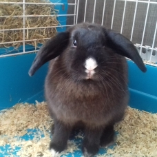 Image pour l'annonce Donne lapin bélier