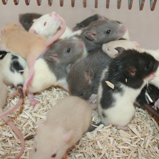 Image pour l'annonce vend rat sevré, plusieurs couleurs et marquages différents