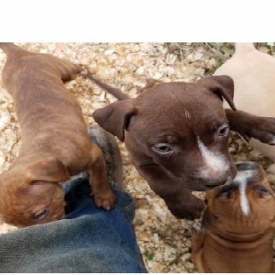 Image pour l'annonce Chiots American Pit Bull Terrier