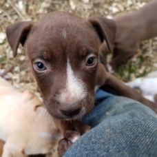 Image pour l'annonce Chiots American Pit Bull Terrier