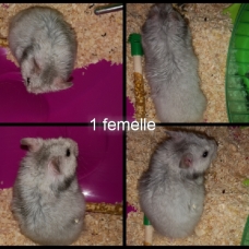 Image pour l'annonce Hamster syrien angora a vendre