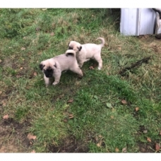 Image pour l'annonce chiots berger d’anatolie