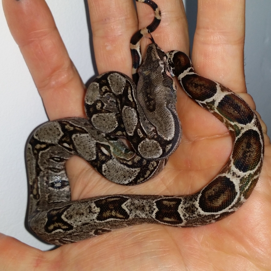 Image pour l'annonce Vends portée de boa constrictor