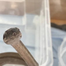 Image pour l'annonce Vends portée de boa constrictor