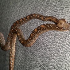Image pour l'annonce Vends portée de boa constrictor