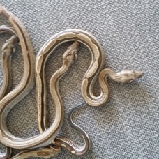 Image pour l'annonce Vends portée de boa constrictor