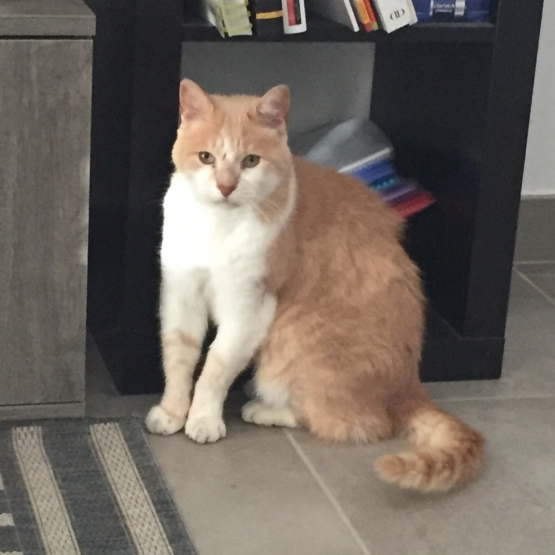 Image pour l'annonce Donne un chat abandonné