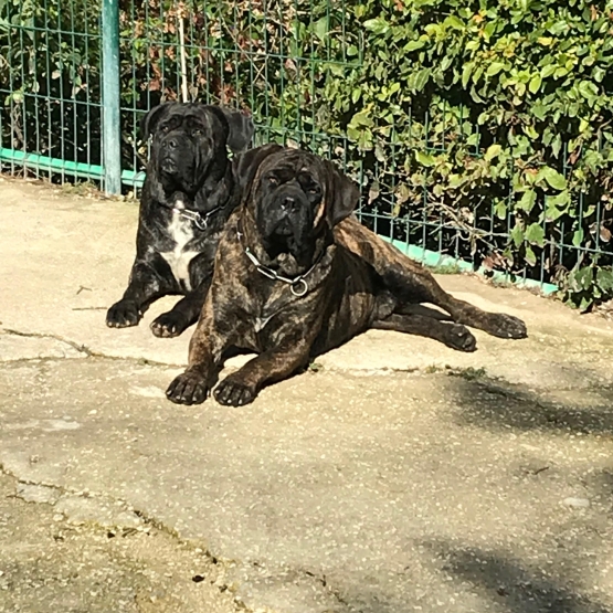Image pour l'annonce A reserver chiots cane corso