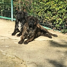 Image pour l'annonce A reserver chiots cane corso