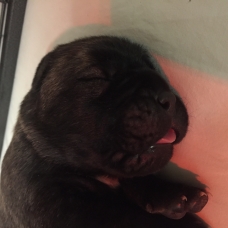 Image pour l'annonce A reserver chiots cane corso