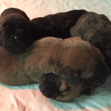 Image pour l'annonce A reserver chiots cane corso