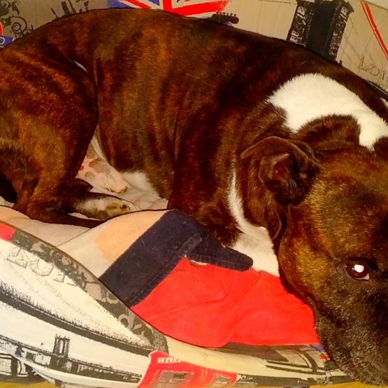 Image pour l'annonce Dereck, adorable staffy pour saillie