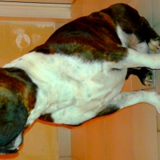 Image pour l'annonce Dereck, adorable staffy pour saillie
