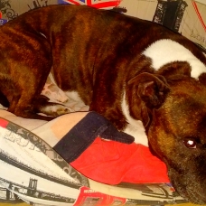 Image pour l'annonce Dereck, adorable staffy pour saillie