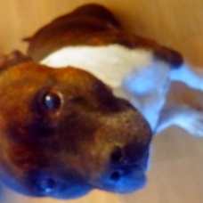 Image pour l'annonce Dereck, adorable staffy pour saillie