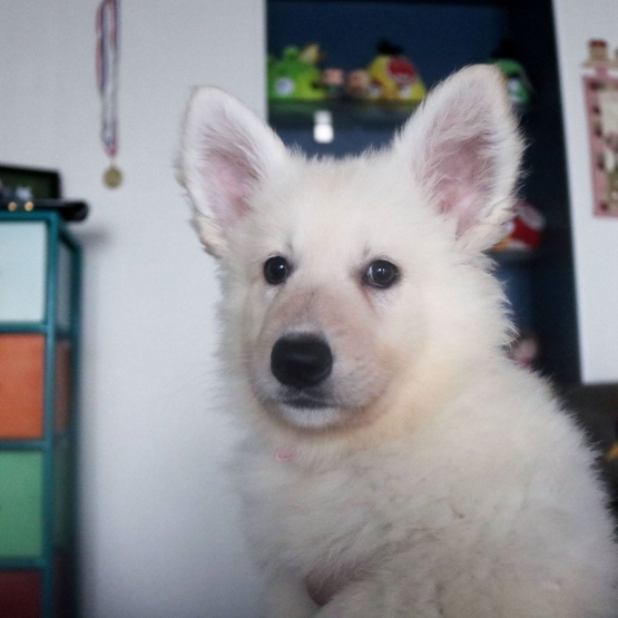 Image pour l'annonce vends  chiots : deux mâles et une femelle berger blanc suisse