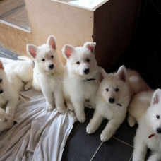 Image pour l'annonce vends  chiots : deux mâles et une femelle berger blanc suisse