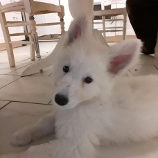 Image pour l'annonce vends  chiots : deux mâles et une femelle berger blanc suisse