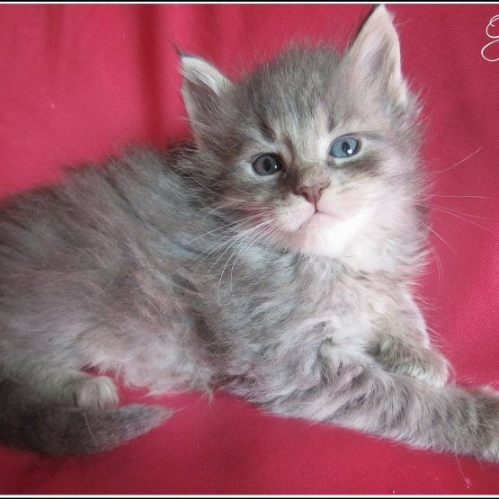 Image pour l'annonce Adorables Chatons Maine coon Loof