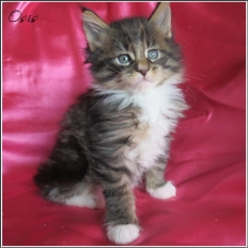Image pour l'annonce Adorables Chatons Maine coon Loof