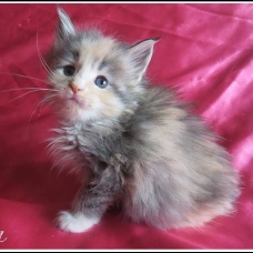 Image pour l'annonce Adorables Chatons Maine coon Loof