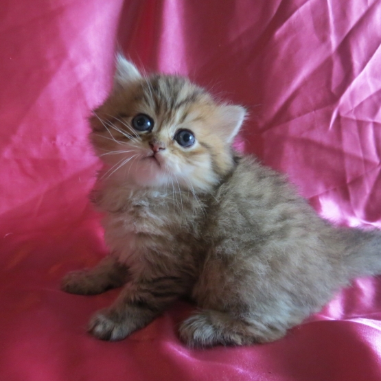 Image pour l'annonce Chaton persan golden