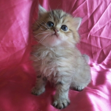 Image pour l'annonce Chaton persan golden
