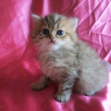 Image pour l'annonce Chaton persan golden
