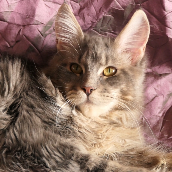 Image pour l'annonce Magnifique femelle Maine coon Loof