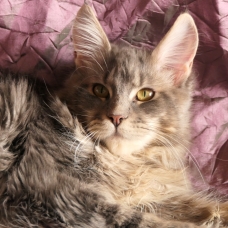 Image pour l'annonce Magnifique femelle Maine coon Loof