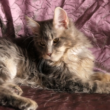 Image pour l'annonce Magnifique femelle Maine coon Loof